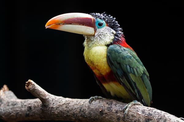SouthWild Amazon Lodge, Curl-crested Araçari