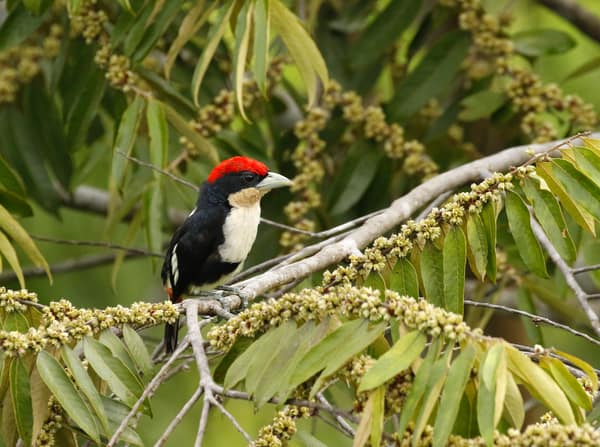 SouthWild Amazon Lodge, Black-girdled barbet