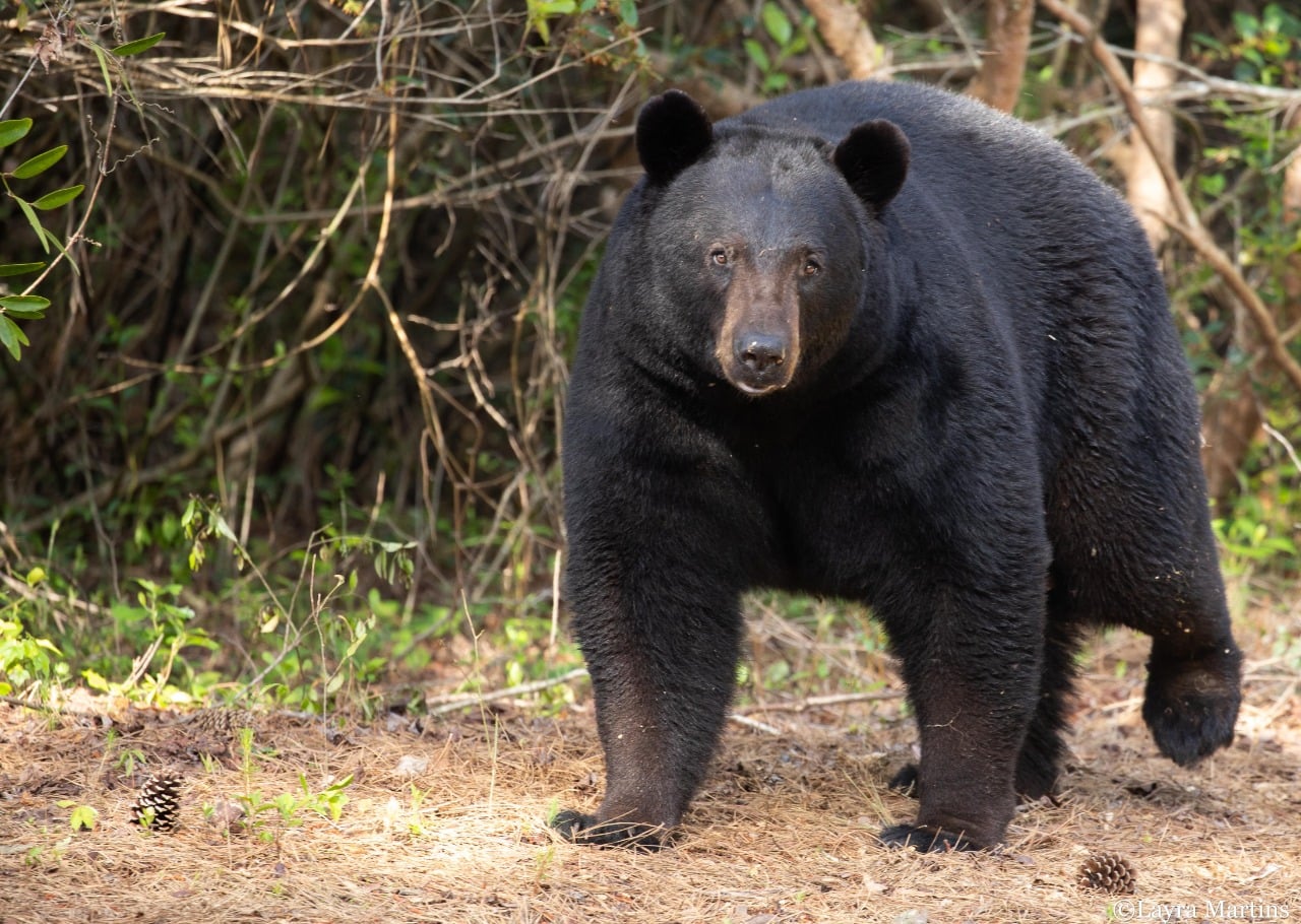 American Black Bear, United States