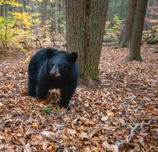 An American Black Bear in the autumn forest