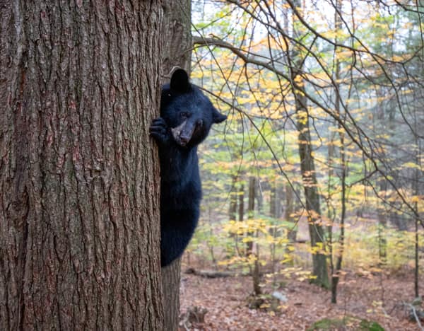 A Black Bear beside a tree trunk in the forest