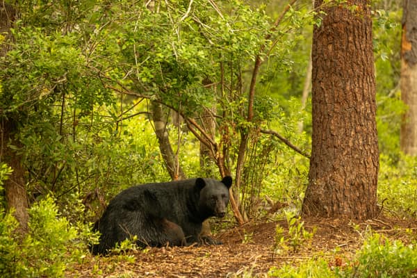 A Black Bear in a green forest clearing