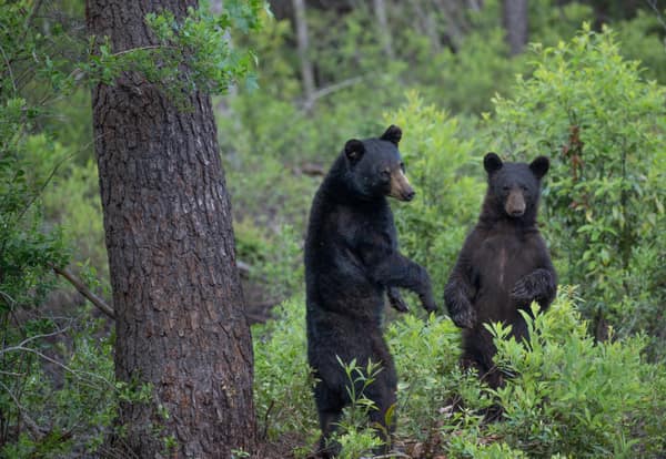 A Black Bear climbing a tree