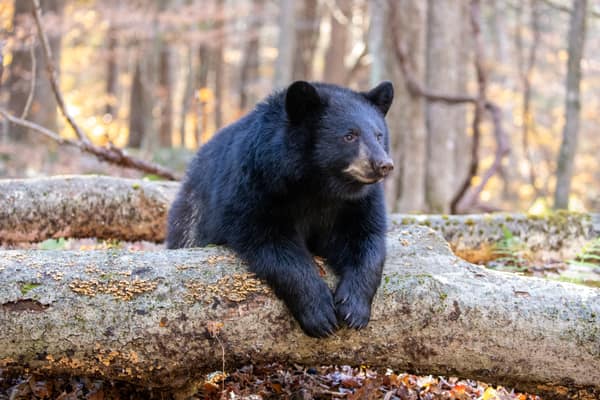 A Black Bear resting on a fallen log
