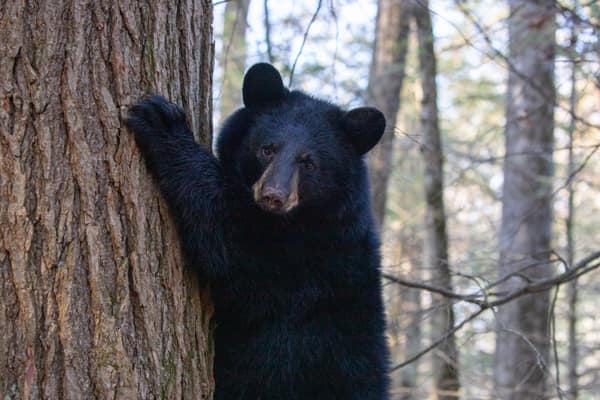 An American Black Bear, close up in the woods
