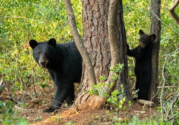 A Black Bear standing beside a tree