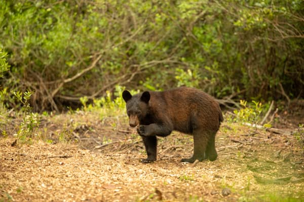 A Black Bear foraging in the undergrowth