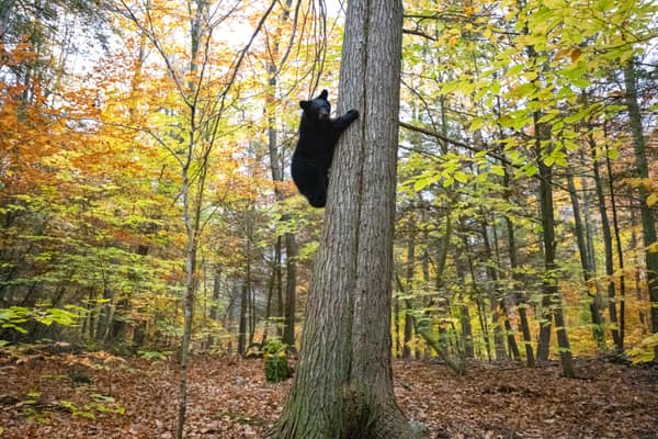 A Black Bear up in the forest canopy