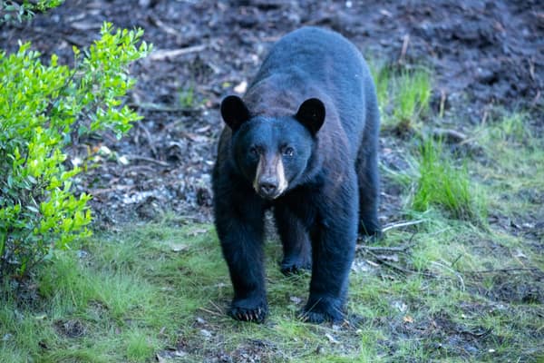 A Black Bear in the shadowed forest