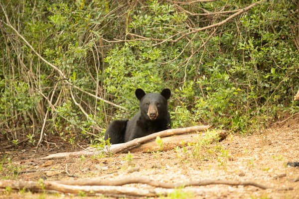 A young Black Bear on a log