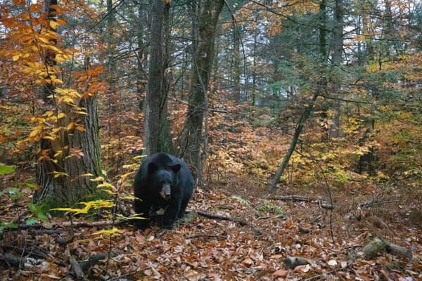 A Black Bear in the dappled forest light