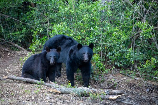 A Black Bear at the forest edge