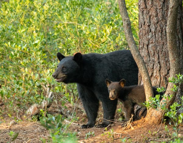 A Black Bear in golden evening light