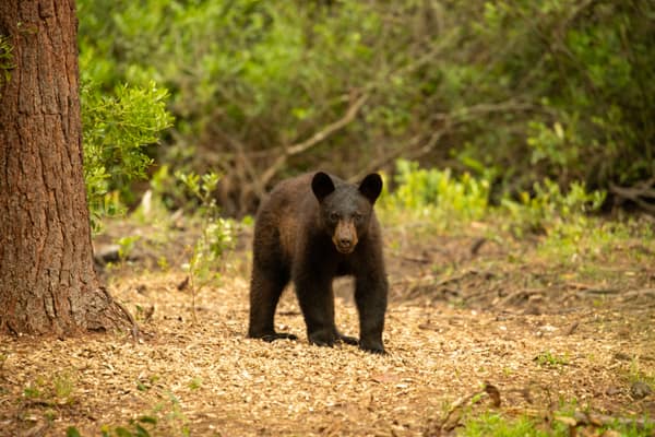 A young Black Bear on the forest floor