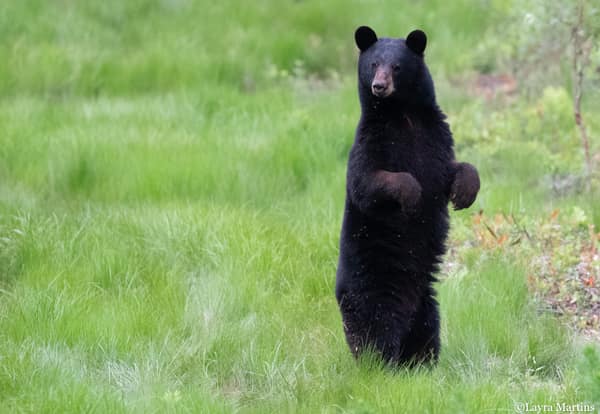 A Black Bear standing upright in the grass