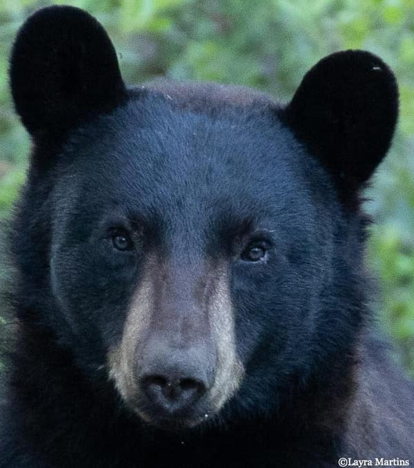 An American Black Bear, close-up portrait