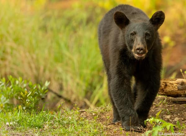 A Black Bear walking through the forest