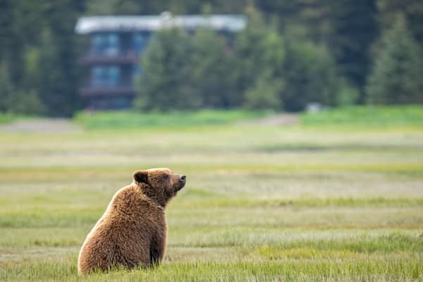 SouthWild Brown Bear Bay, coastal Alaska Brown Bears