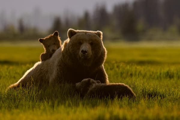 SouthWild Brown Bear Bay, coastal Alaska Brown Bears