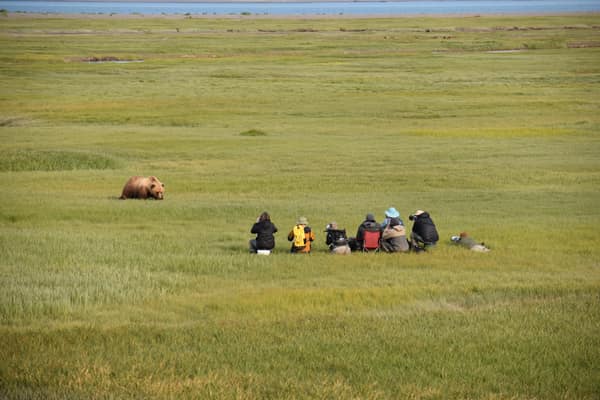 SouthWild Brown Bear Bay, coastal Alaska Brown Bears