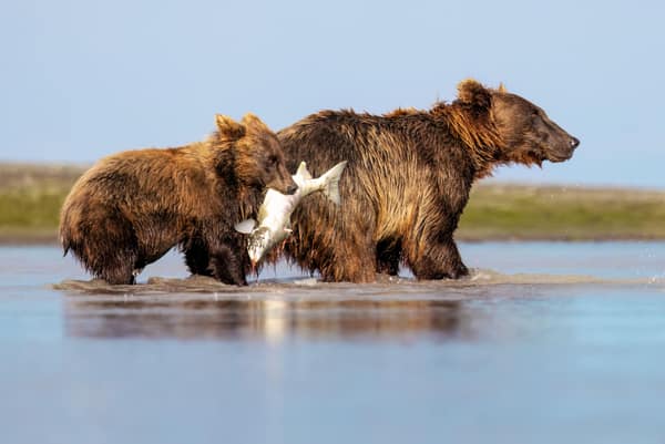 SouthWild Brown Bear Bay, coastal Alaska Brown Bears