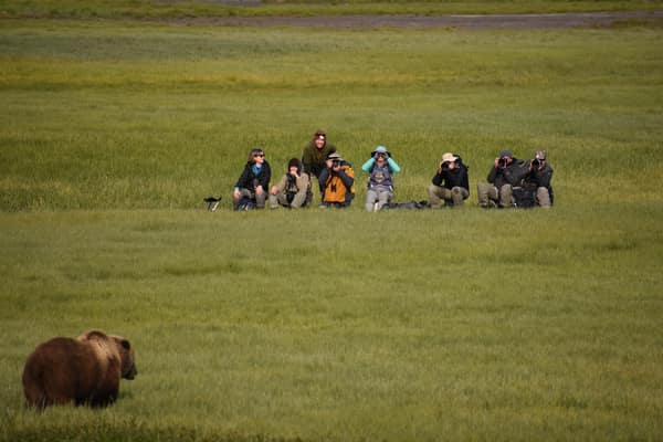 SouthWild Brown Bear Bay, coastal Alaska Brown Bears