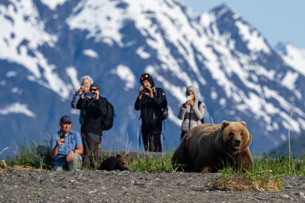 SouthWild Brown Bear Bay, coastal Alaska Brown Bears