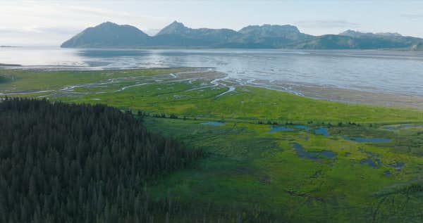 SouthWild Brown Bear Bay, coastal Alaska Brown Bears
