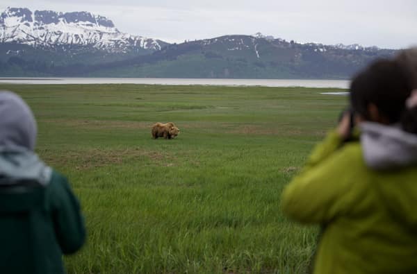 SouthWild Brown Bear Bay, coastal Alaska Brown Bears