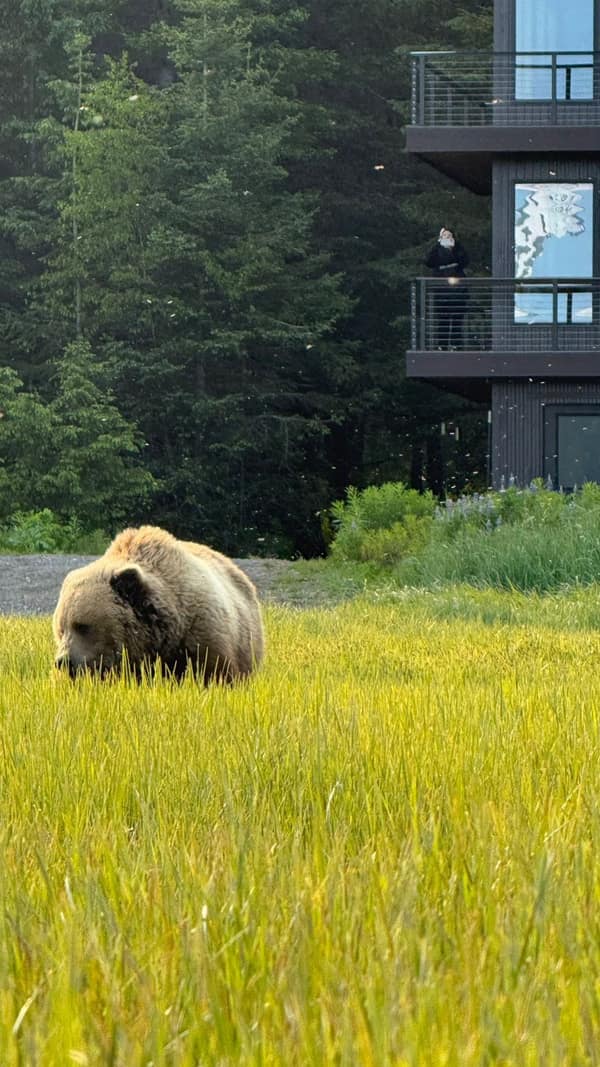 SouthWild Brown Bear Bay, coastal Alaska Brown Bears