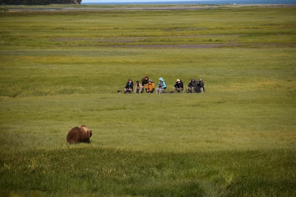 SouthWild Brown Bear Bay, coastal Alaska Brown Bears