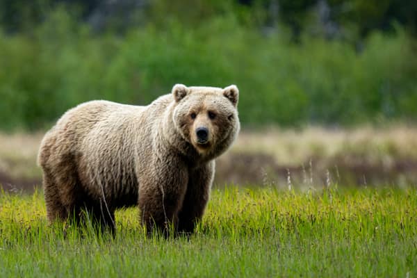 SouthWild Brown Bear Bay, coastal Alaska Brown Bears