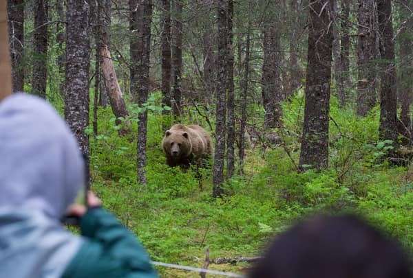SouthWild Brown Bear Bay, coastal Alaska Brown Bears