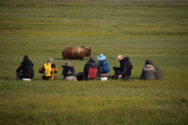 SouthWild Brown Bear Bay, coastal Alaska Brown Bears