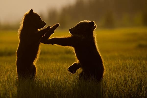 SouthWild Brown Bear Bay, coastal Alaska Brown Bears