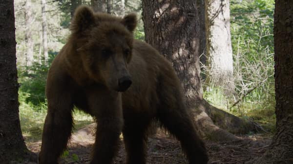 SouthWild Brown Bear Bay, coastal Alaska Brown Bears