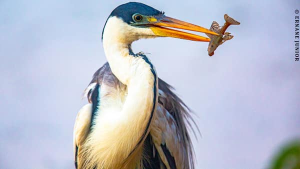 A heron at the river edge