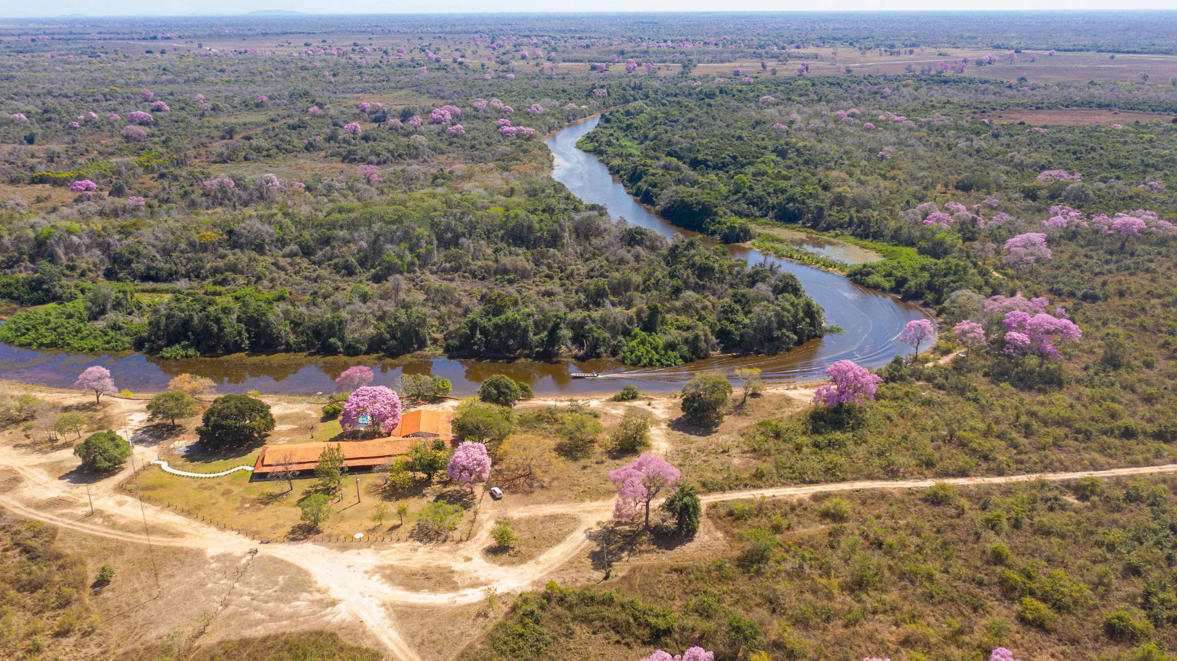 Aerial view of a SouthWild Pantanal lodge on a winding river, framed by blooming pink ipê trees