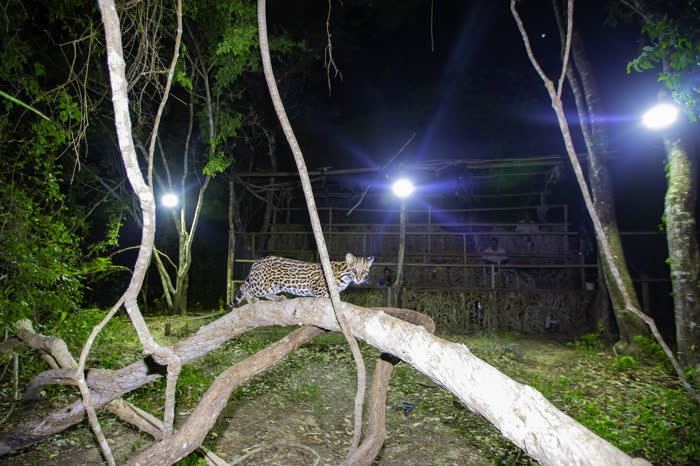 SouthWild Pantanal Lodge
