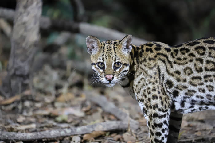 SouthWild Pantanal Lodge