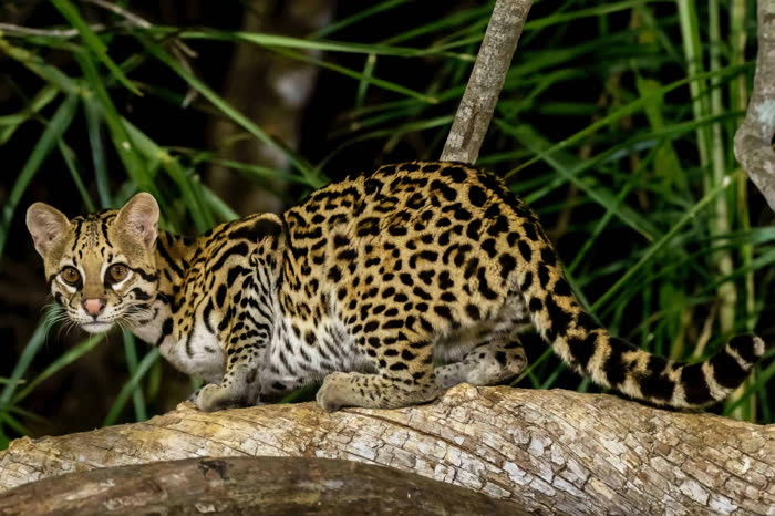 SouthWild Pantanal Lodge