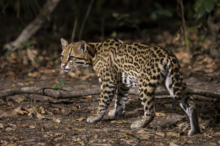 SouthWild Pantanal Lodge