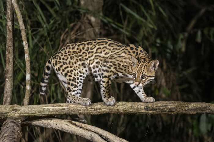 SouthWild Pantanal Lodge