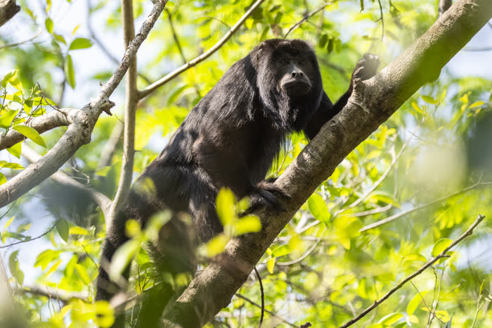 SouthWild Pantanal Lodge