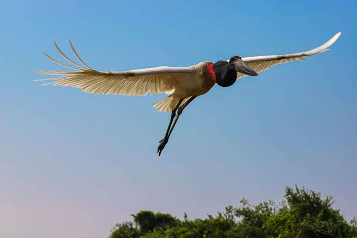 SouthWild Pantanal Lodge