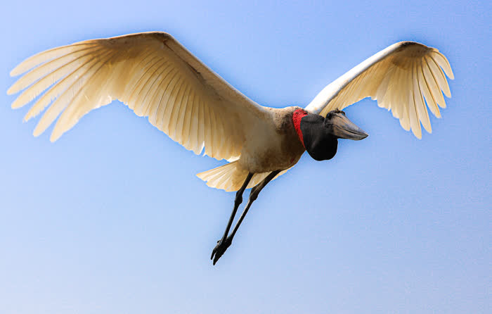SouthWild Pantanal Lodge