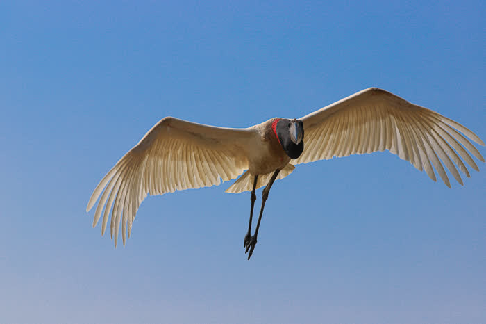 SouthWild Pantanal Lodge