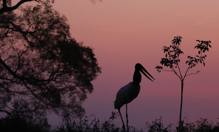 SouthWild Pantanal Lodge