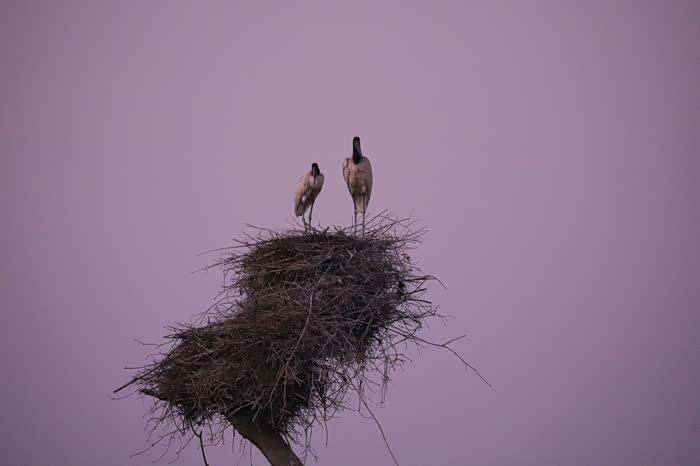 SouthWild Pantanal Lodge