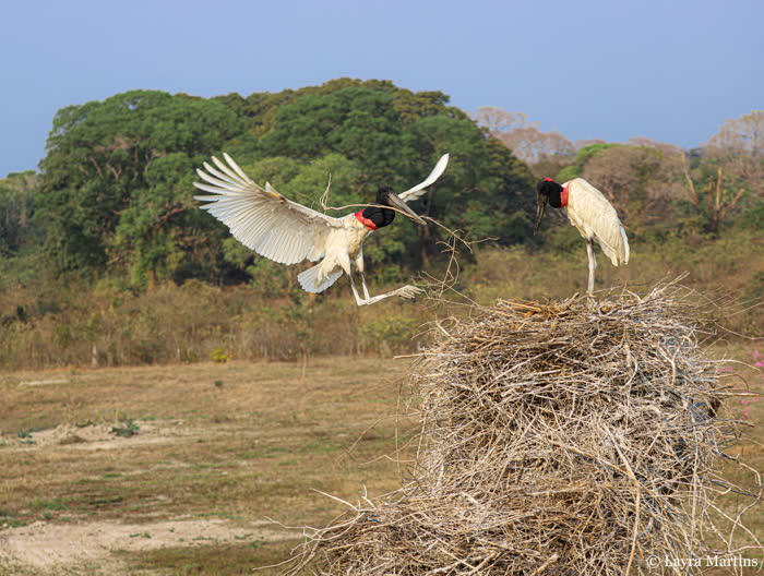 SouthWild Pantanal Lodge